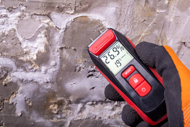 Best Same-Day Mold Removal  in Madisonville, LA