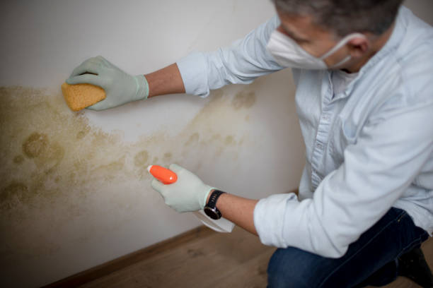 Office Mold Removal Services in Madisonville, LA