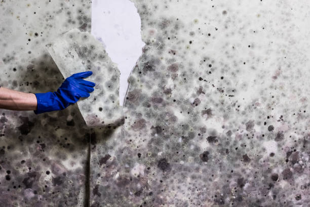Best Emergency Mold Removal  in Madisonville, LA