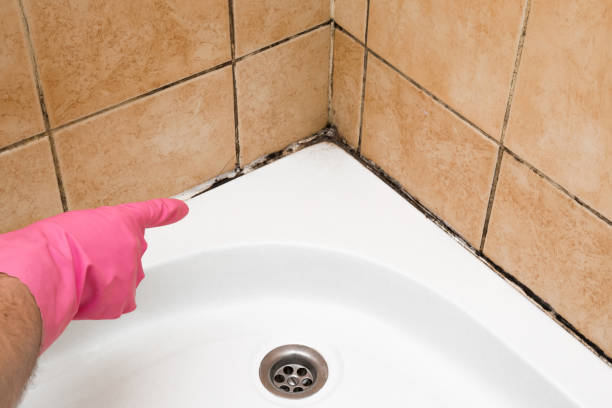Best Commercial Mold Removal  in Madisonville, LA