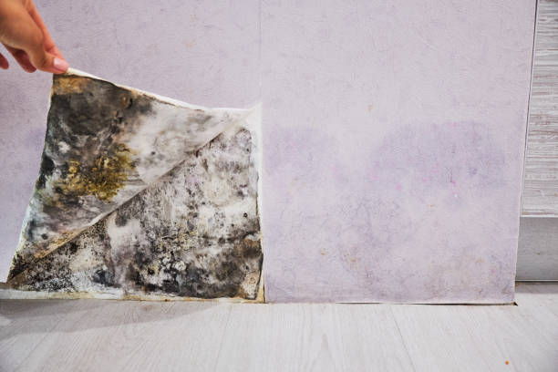 Professional Mold Removal in Madisonville, LA